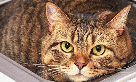 Tabby cat resting – adult cat wellness care at Shiloh Veterinary Hospital