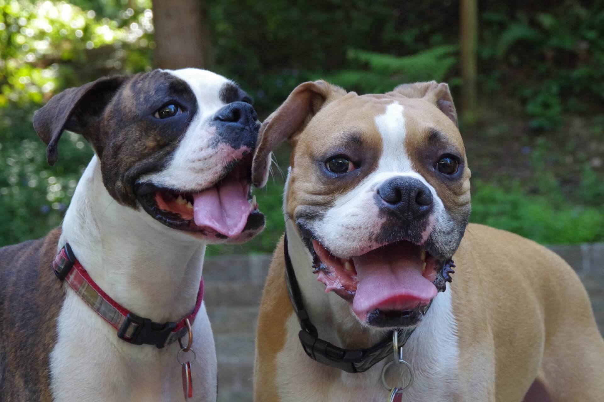 Two happy boxer dogs, one brindle and one fawn, smiling outdoors - Kennesaw, GA