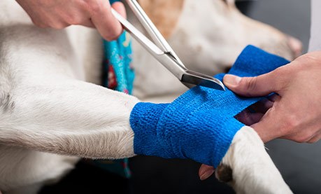 Dog's leg being bandaged – emergency care at Shiloh Veterinary Hospital