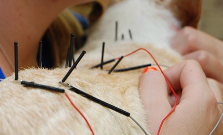 Acupuncture needles placed on a pet – acupuncture at Shiloh Veterinary Hospital