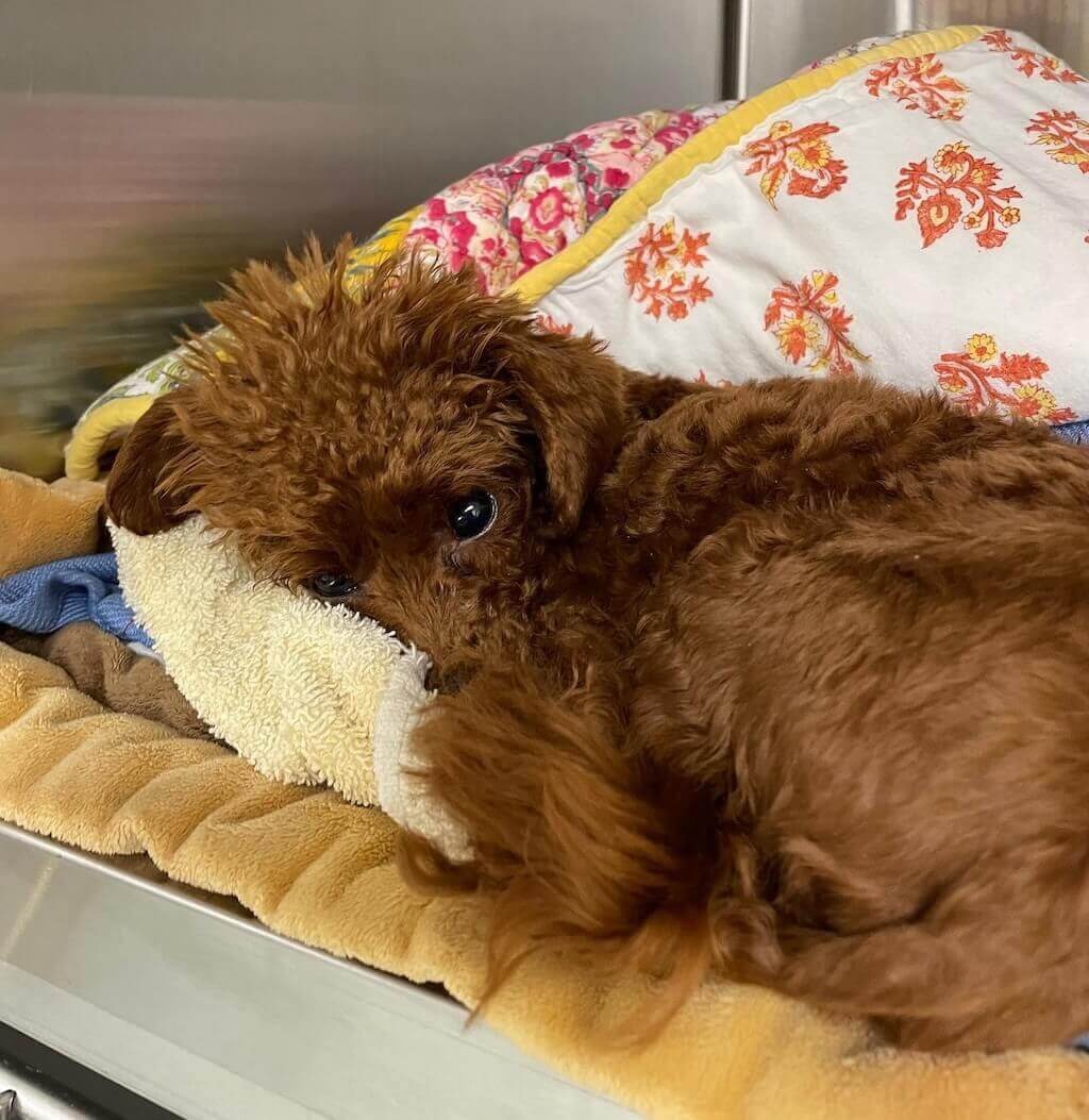 Fluffy brown puppy resting on a blanket – boarding and baths at Shiloh Veterinary Hospital