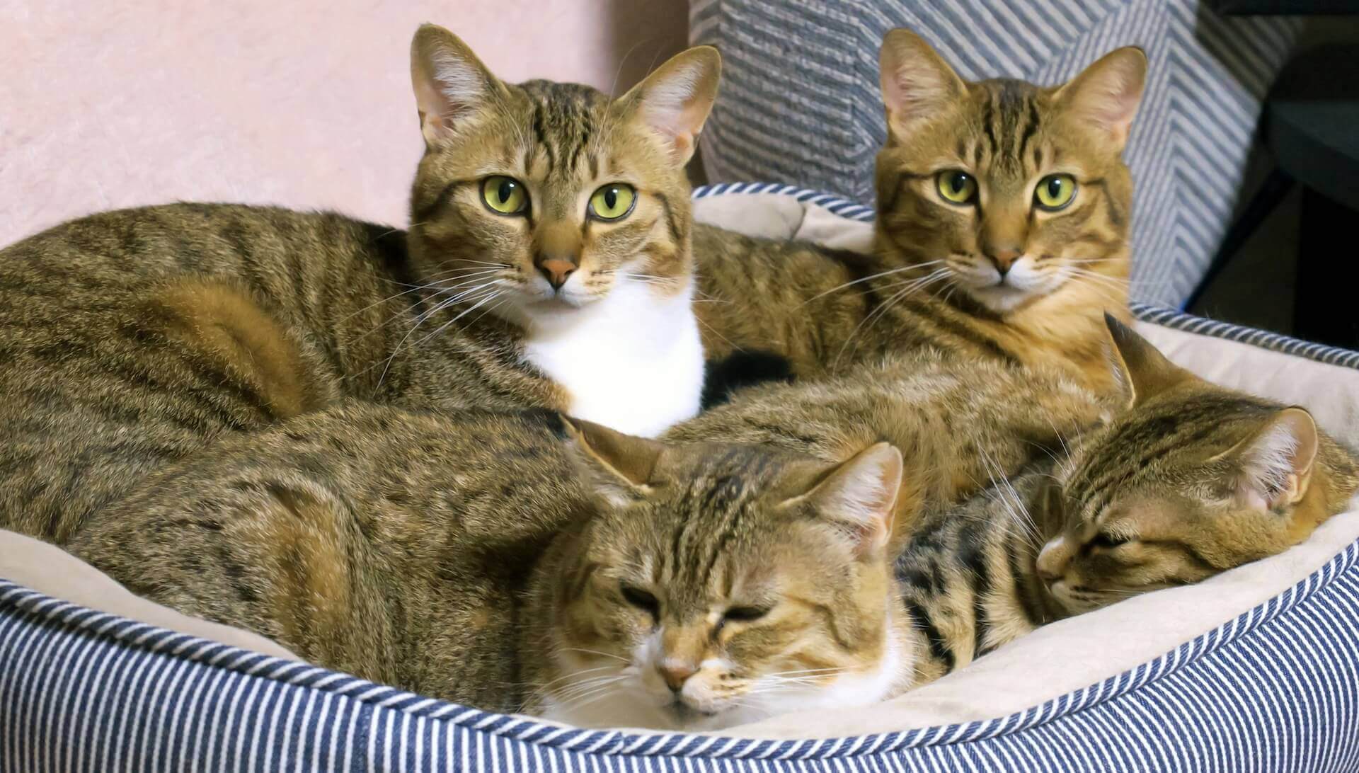 Four tabby cats curled up together in a striped pet bed — Kennesaw, GA
