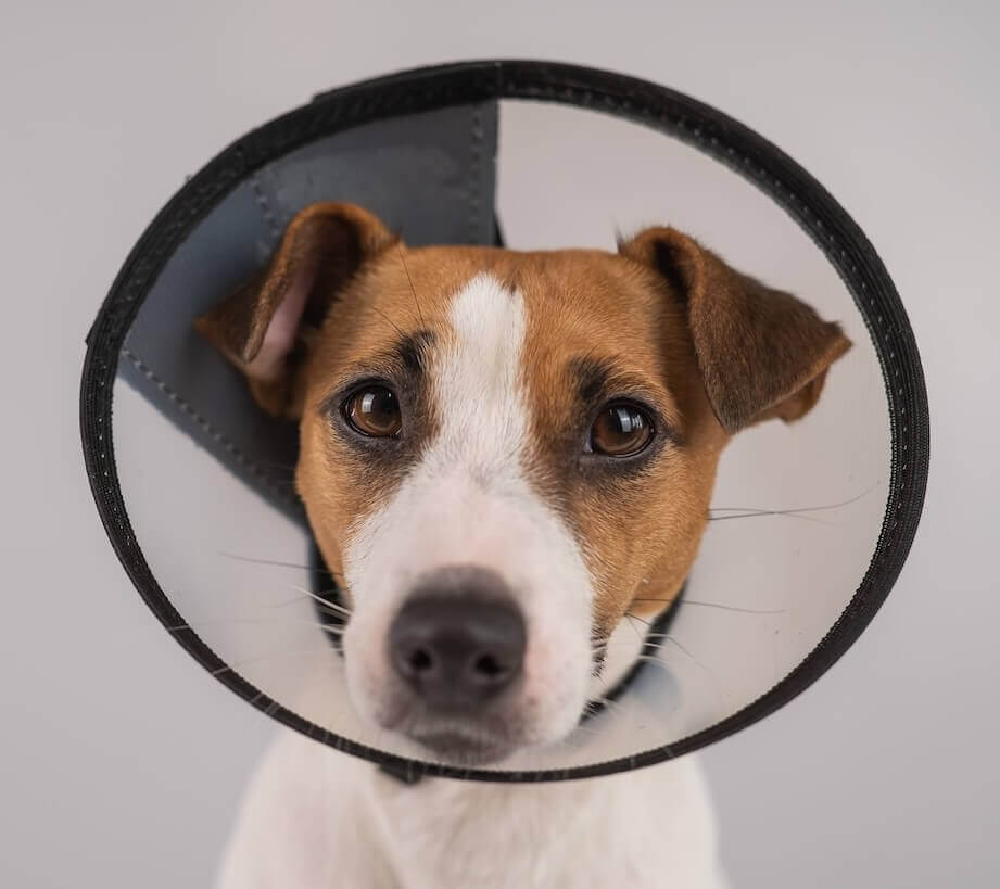 Jack Russell Terrier wearing a recovery cone – surgery care at Shiloh Veterinary Hospital