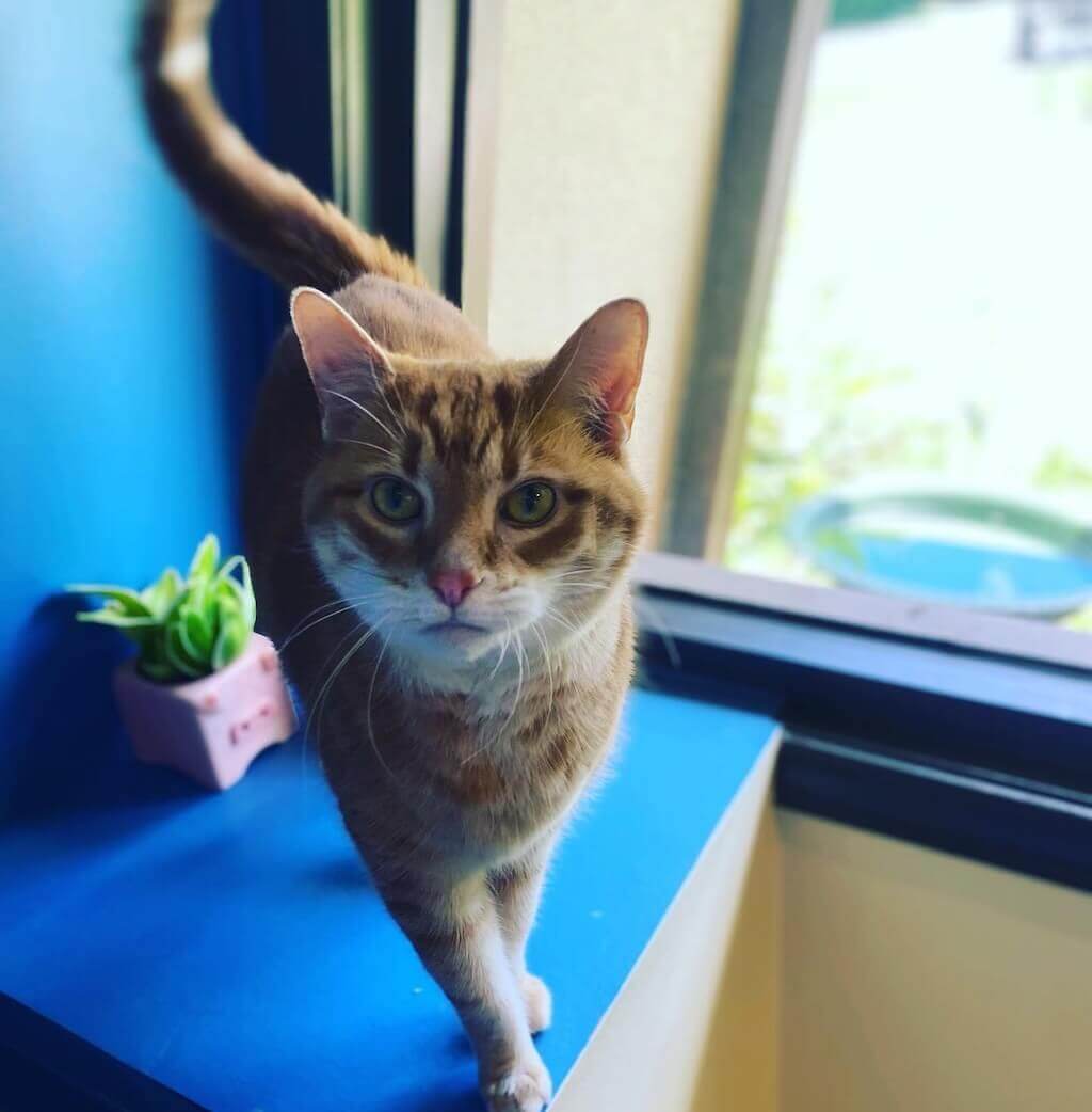 Orange tabby cat by a window – vaccinations at Shiloh Veterinary Hospital