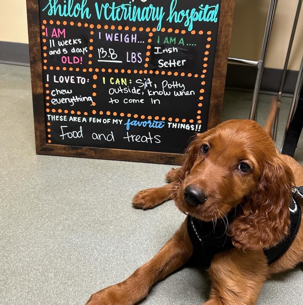 Irish Setter puppy at a wellness exam – wellness care at Shiloh Veterinary Hospital