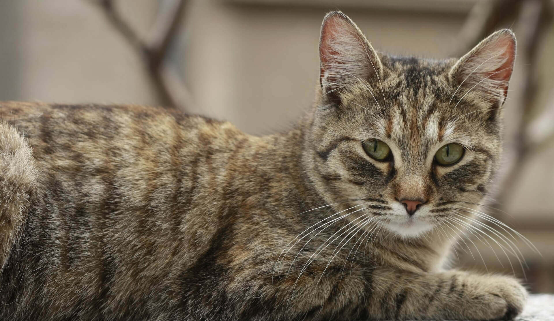 Brown tabby cat with green eyes lying down and looking at the camera Kennesaw, GA