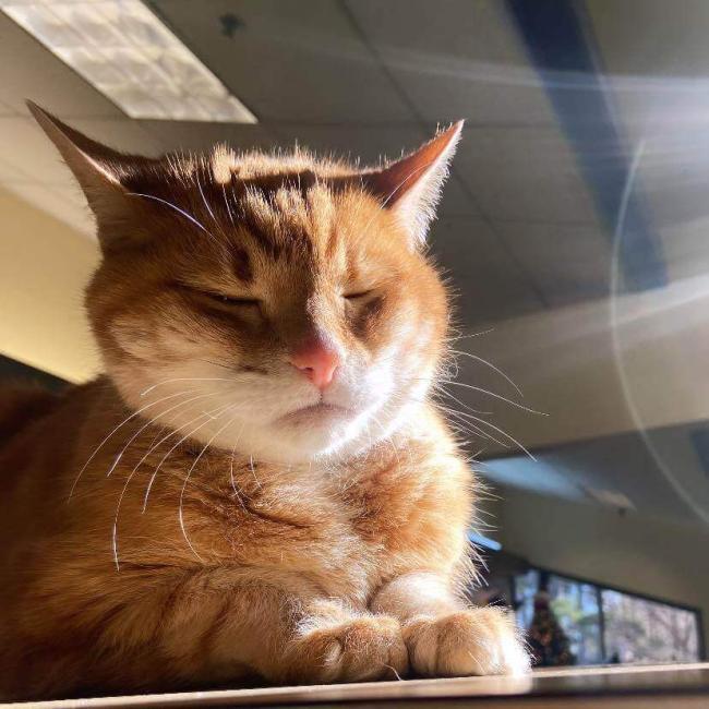 Orange tabby cat relaxing at Shiloh Veterinary Hospital in Kennesaw, GA